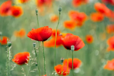 Blumen 4K Hintergrundbild · flowers · 3840×2560