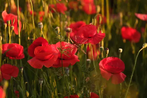Fond d'écran Fleurs 4K · flowers · 3840×2560