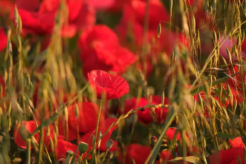 Poppy Field 4K Wallpaper · flowers · 3840×2560