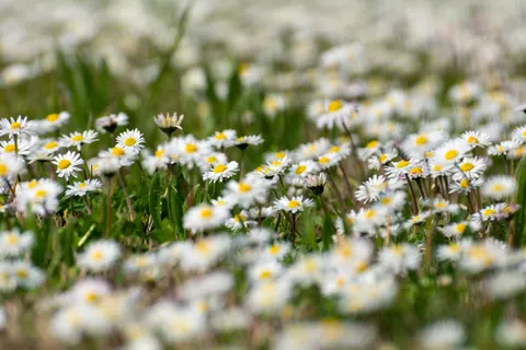 꽃 4K 배경화면 · flowers · 3840×2560