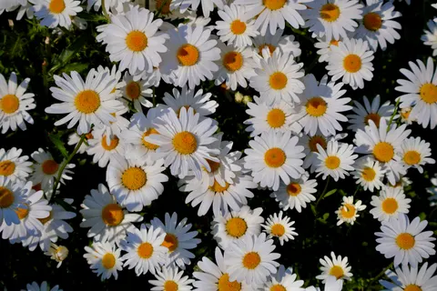 花卉 4K壁纸 · flowers · 3840×2560