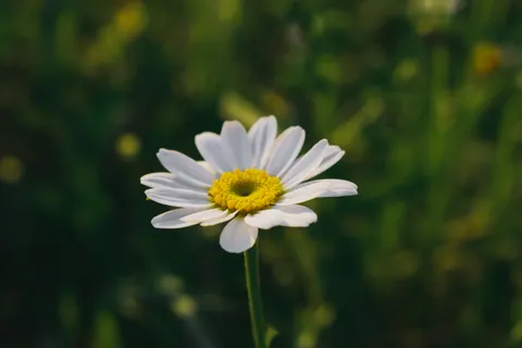 꽃 4K 배경화면 · flowers · 3840×2560