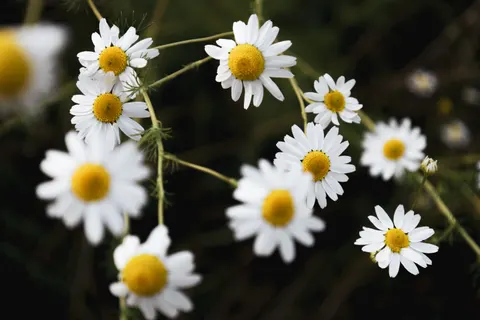 Daisy Field 4K Wallpaper · flowers · 3840×2560