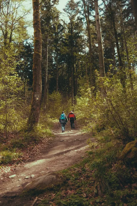 Forest Path Phone Wallpaper · vertical · 1440×2160