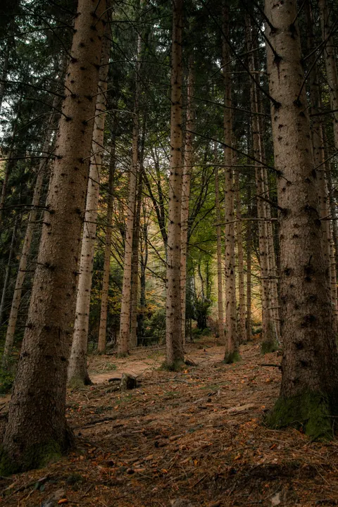 Forest Path Phone Wallpaper · vertical · 1440×2160