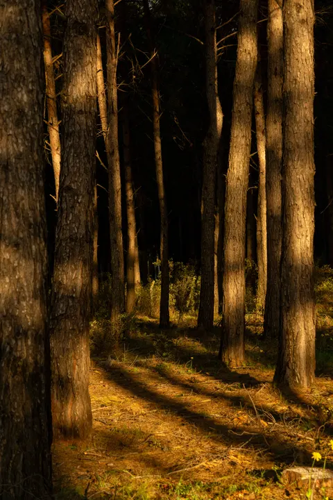 Forest Path Phone Wallpaper · vertical · 1440×2160