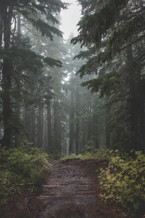 Forest Path Phone Wallpaper · vertical · 1440×2160