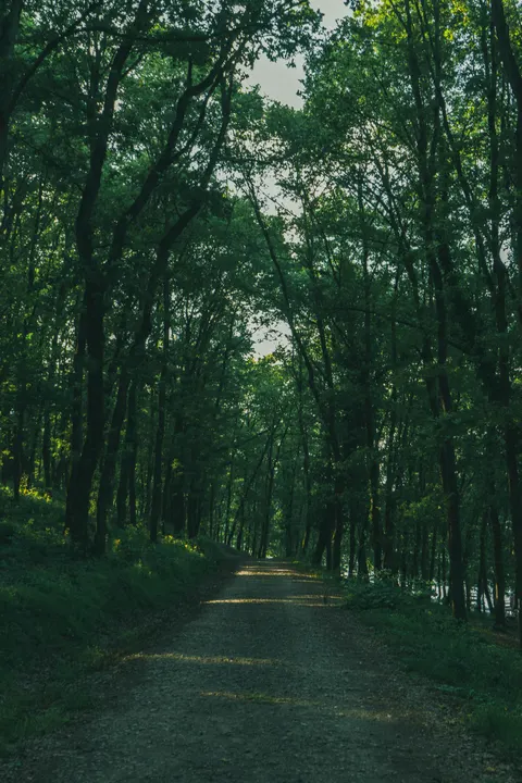 Forest Path Phone Wallpaper · vertical · 1440×2160