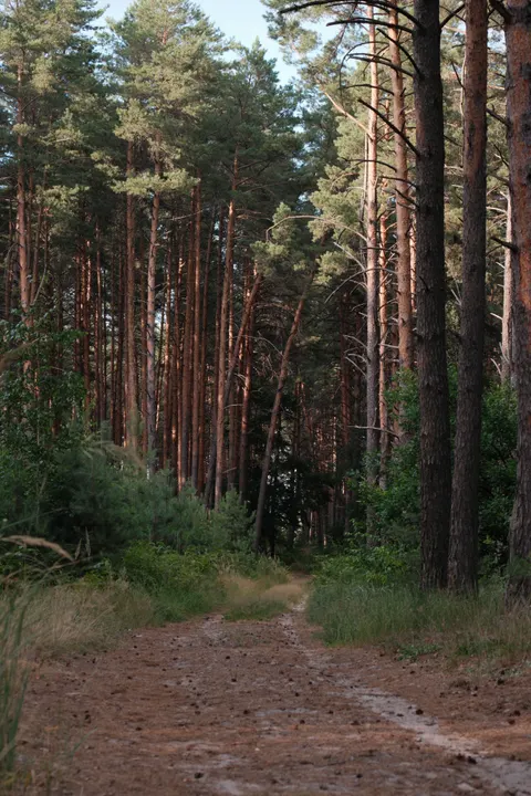 Forest Path Phone Wallpaper · vertical · 1440×2160