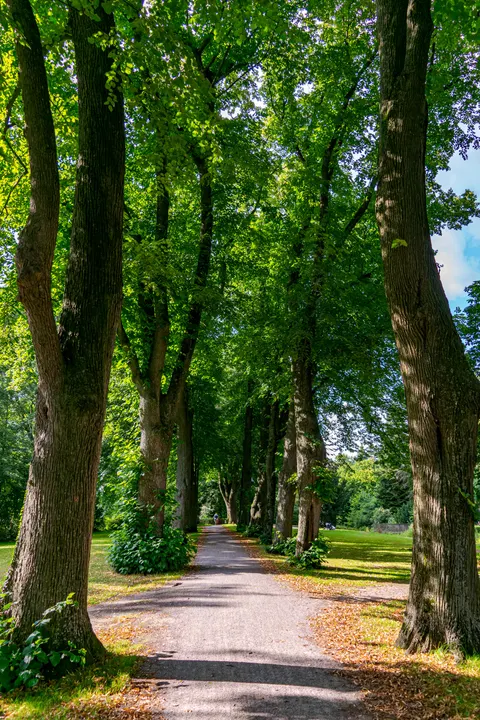 Forest Path Phone Wallpaper · vertical · 1440×2160