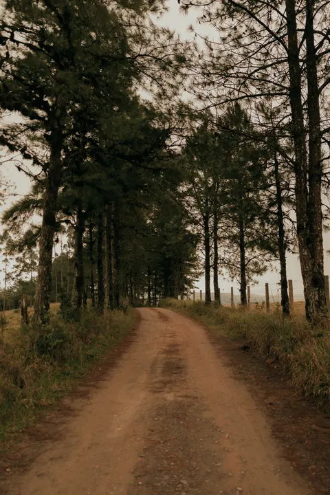 Forest Path Phone Wallpaper · vertical · 1440×2160