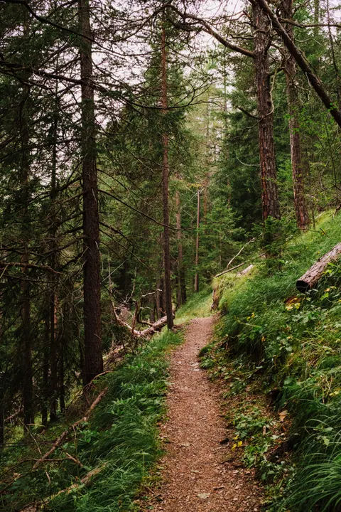 Forest Path Phone Wallpaper · vertical · 1440×2160
