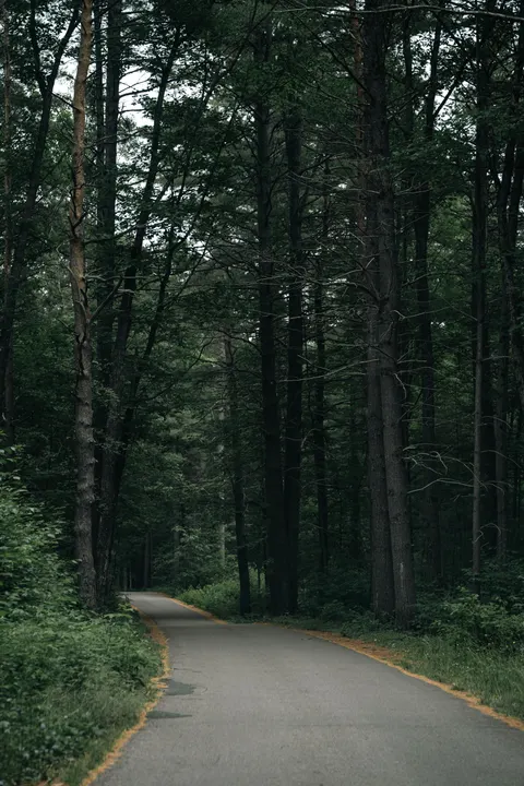 Forest Path Phone Wallpaper · vertical · 1440×2160