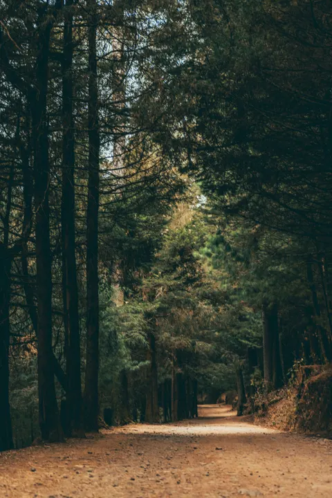 Forest Path Phone Wallpaper · vertical · 1440×2160