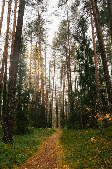 Forest Path Phone Wallpaper · vertical · 1440×2160