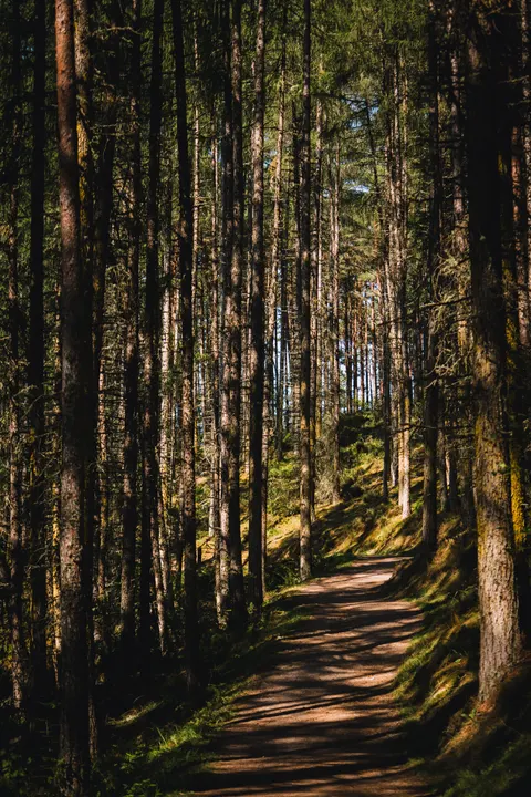 Forest Path Phone Wallpaper · vertical · 1440×2160