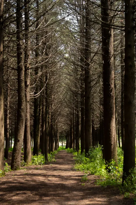 Forest Path Phone Wallpaper · vertical · 1440×2166