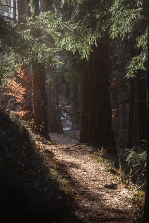 Forest Path Phone Wallpaper · vertical · 1440×2159