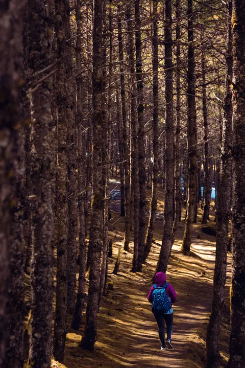 Forest Path Phone Wallpaper · vertical · 1440×2160