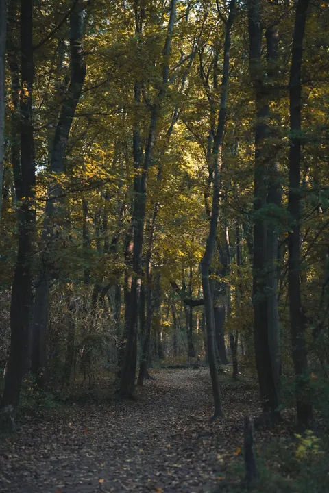 Forest Path Phone Wallpaper · vertical · 1440×2160