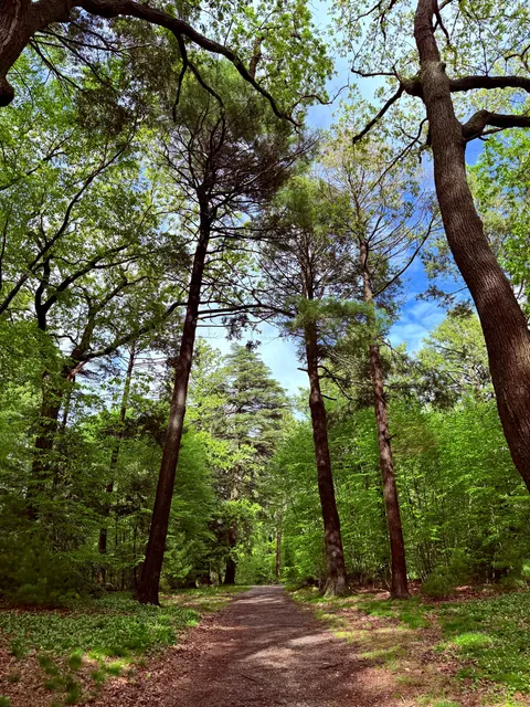Forest Path Phone Wallpaper · vertical · 1440×1920