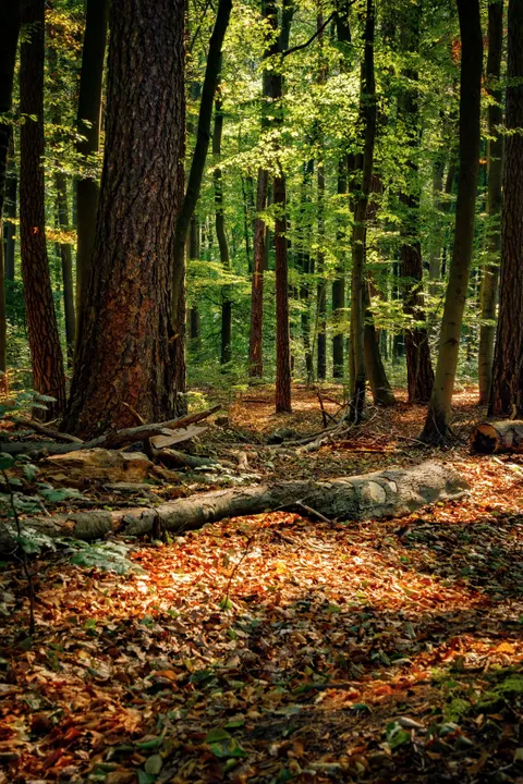 Forest Path Phone Wallpaper · vertical · 1440×2160