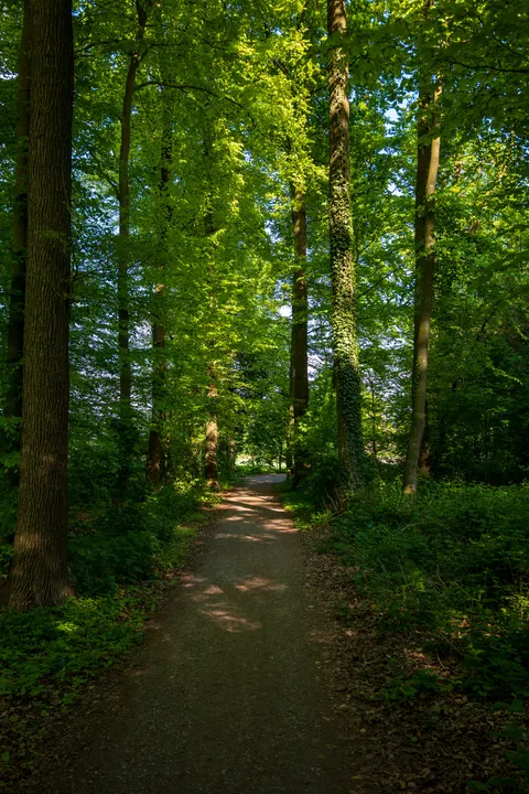 Forest Path Phone Wallpaper · vertical · 1440×2160