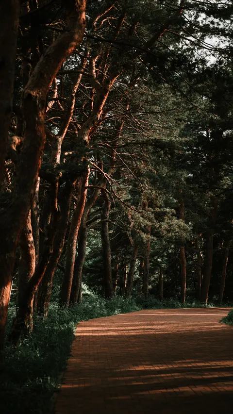 Forest Path Phone Wallpaper · vertical · 1440×2560