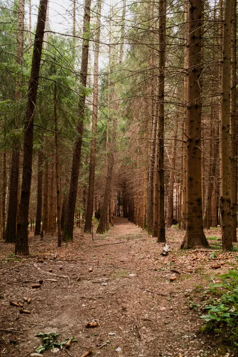 Forest Path Phone Wallpaper · vertical · 1440×2160