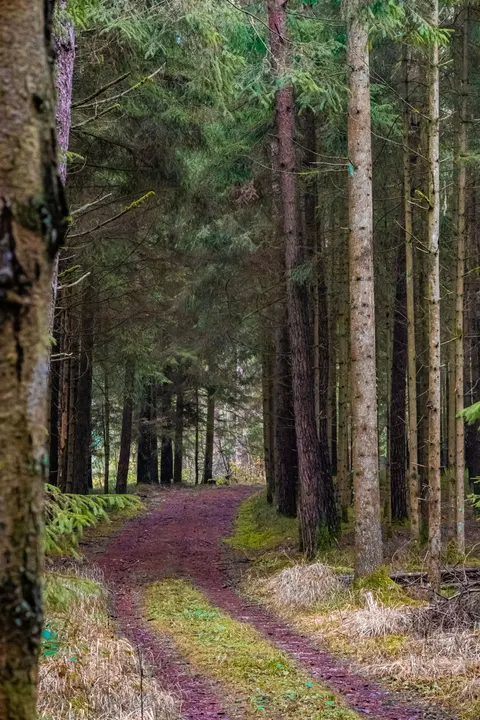 Forest Path Phone Wallpaper · vertical · 1440×2160