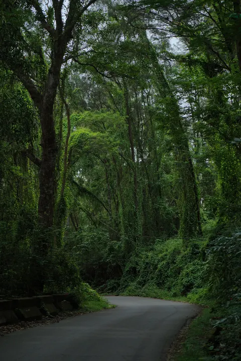 Forest Path Phone Wallpaper · vertical · 1440×2160