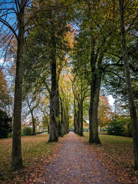 Forest Path Phone Wallpaper · vertical · 1440×1913