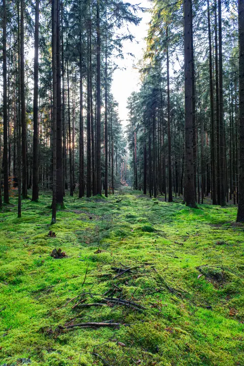 Forest Path Phone Wallpaper · vertical · 1440×2160