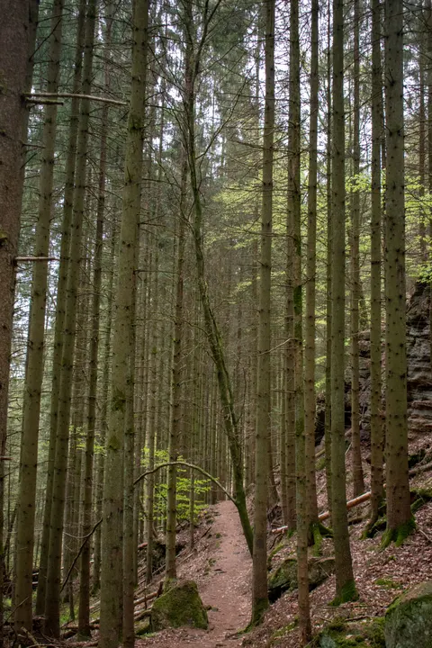 Forest Path Phone Wallpaper · vertical · 1440×2160