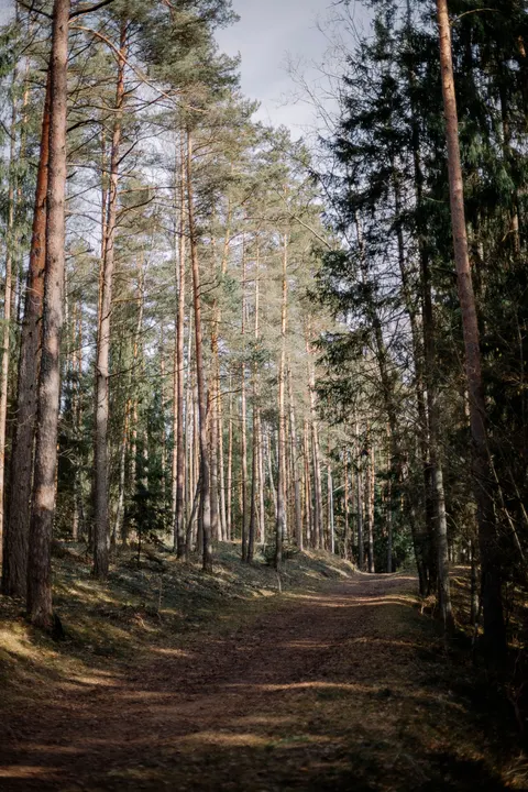 Forest Path Phone Wallpaper · vertical · 1440×2160