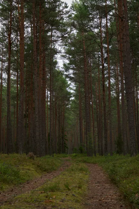 Forest Path Phone Wallpaper · vertical · 1440×2160