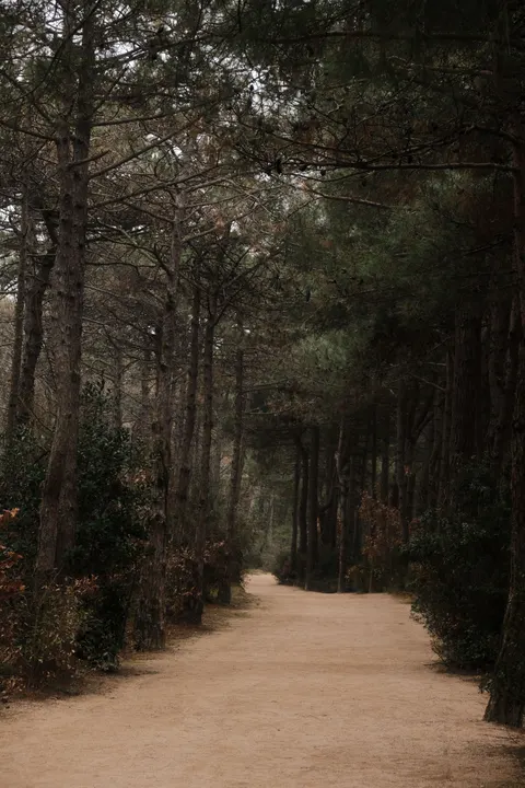 Forest Path Phone Wallpaper · vertical · 1440×2160