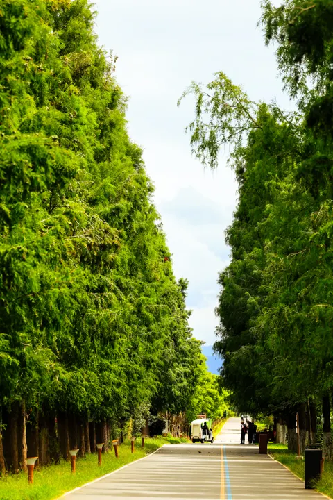 Forest Path Phone Wallpaper · vertical · 1440×2159