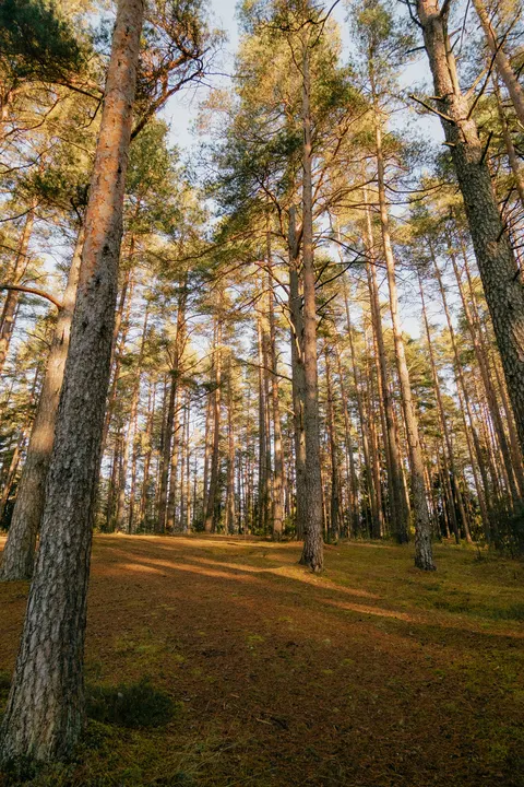 Forest Path Phone Wallpaper · vertical · 1440×2160