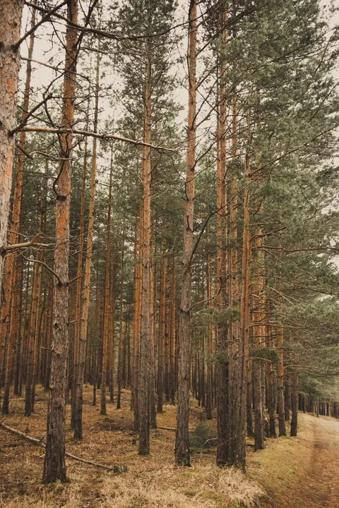 Forest Path Phone Wallpaper · vertical · 1440×2160