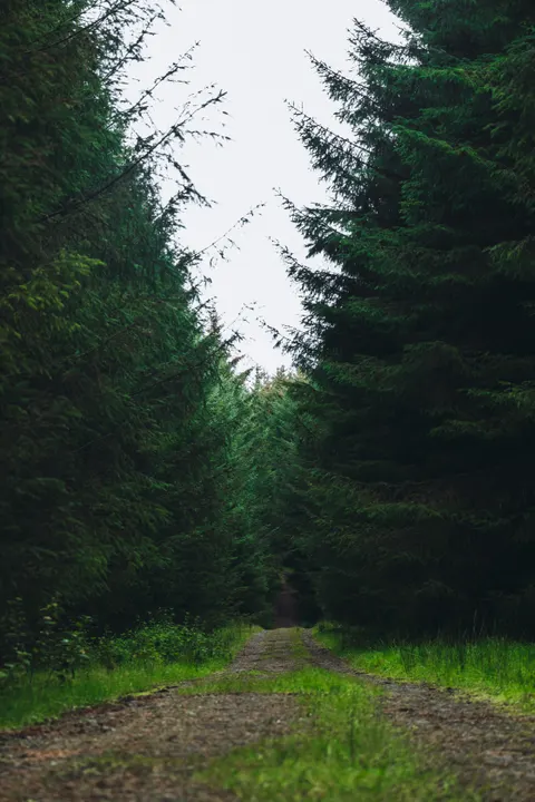 Forest Path Phone Wallpaper · vertical · 1440×2160