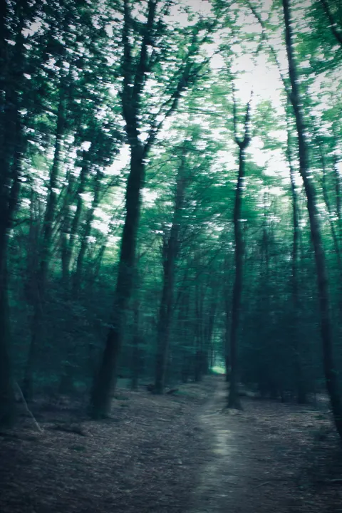 Forest Path Phone Wallpaper · vertical · 1440×2160