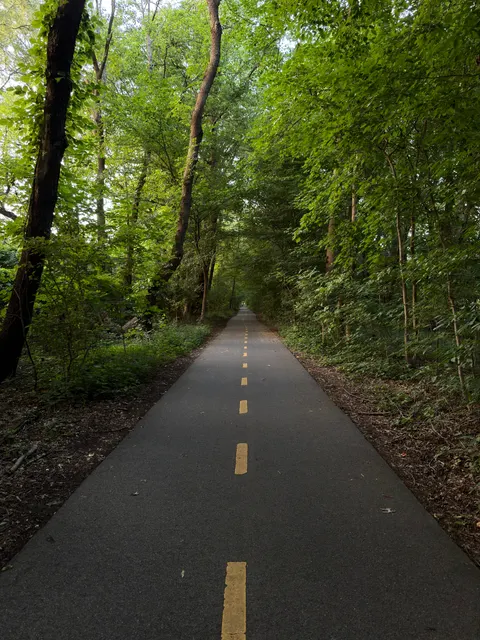Forest Path Phone Wallpaper · vertical · 1440×1920
