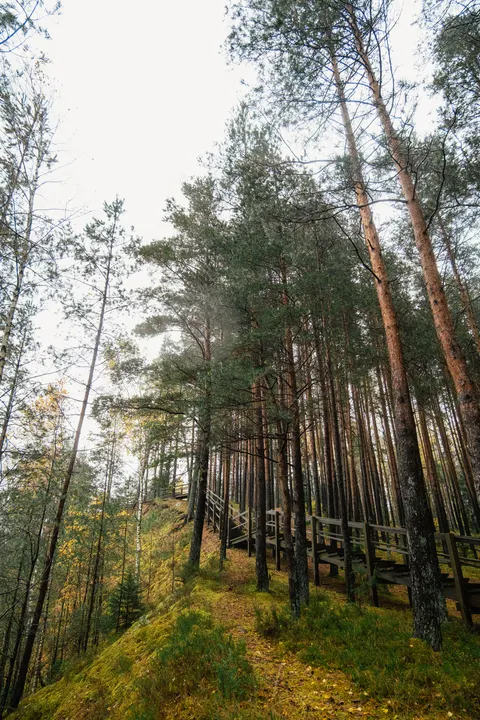Forest Path Phone Wallpaper · vertical · 1440×2160