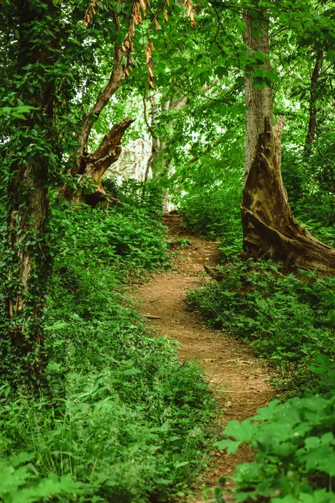 Forest Path Phone Wallpaper · vertical · 1440×2160