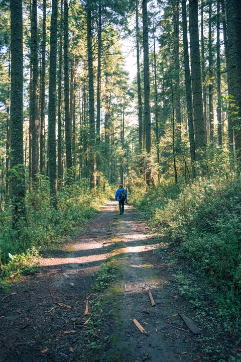 Forest Path Phone Wallpaper · vertical · 1440×2160