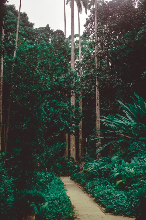 Forest Path Phone Wallpaper · vertical · 1440×2160