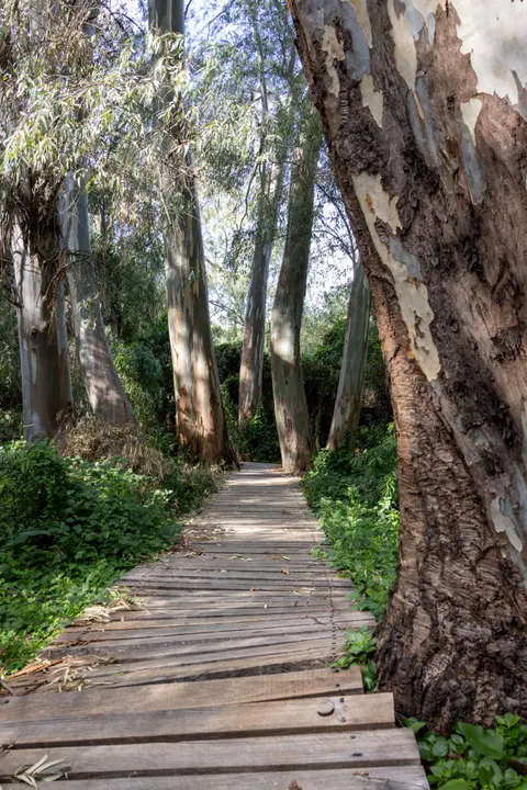 Forest Path Phone Wallpaper · vertical · 1440×2159