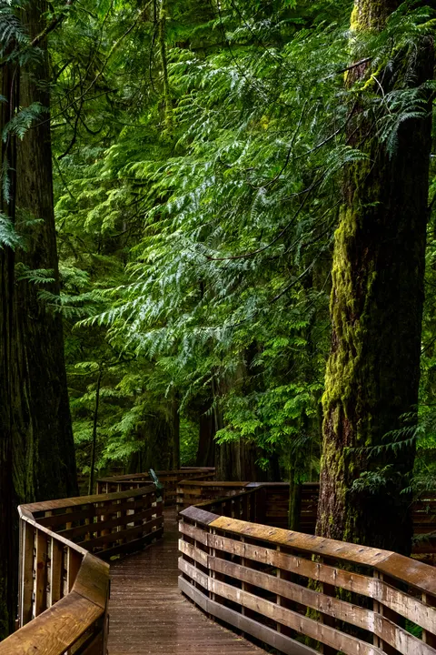 Forest Path Phone Wallpaper · vertical · 1440×2160