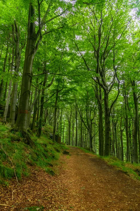 Forest Path Phone Wallpaper · vertical · 1440×2160